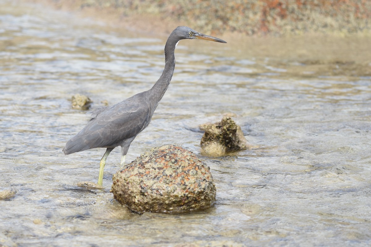 Pacific Reef-Heron - ML639126210