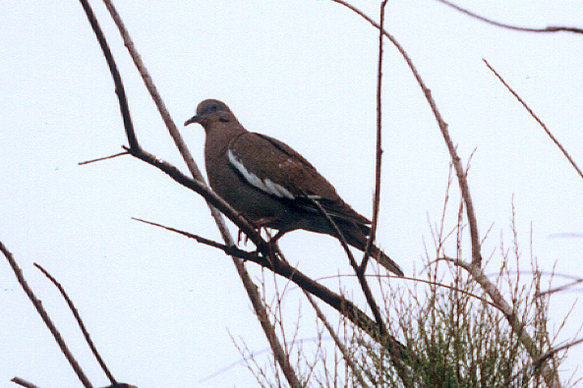 White-winged Dove - ML639126226