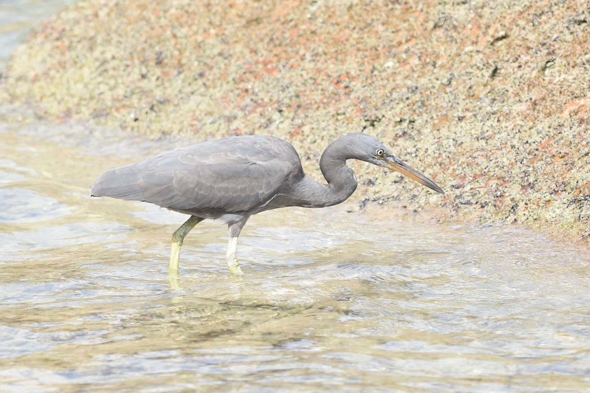 Pacific Reef-Heron - ML639126251