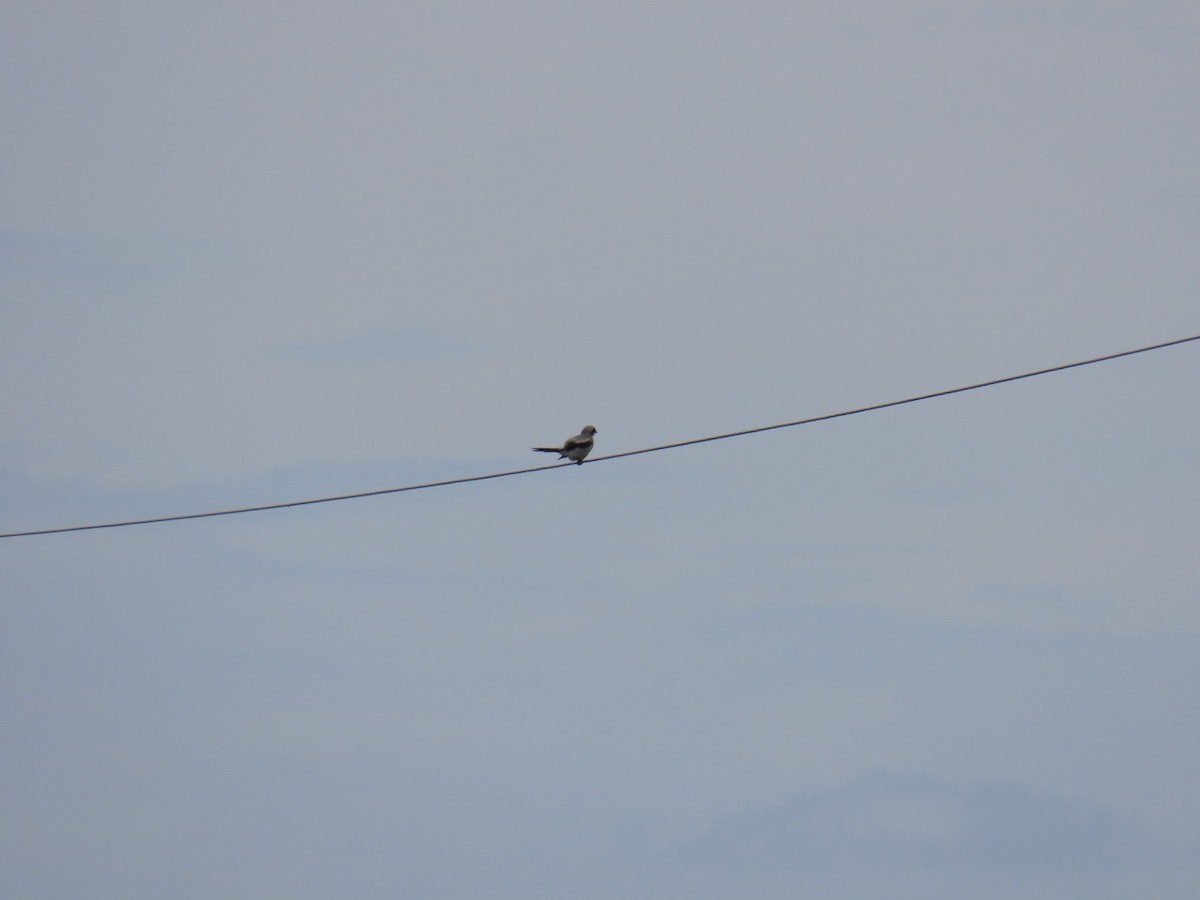 Loggerhead Shrike - ML639126258