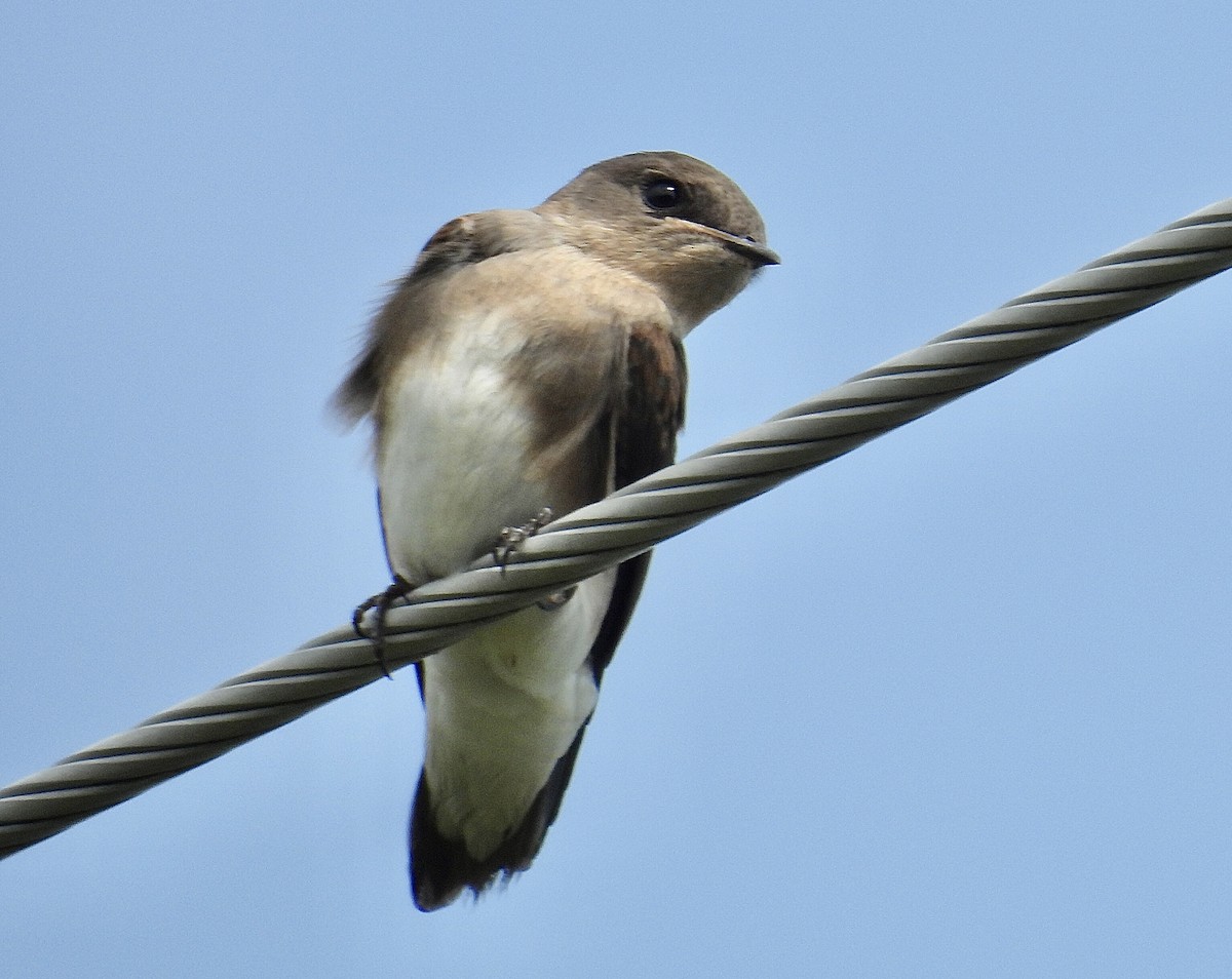 Northern Rough-winged Swallow - ML639126270