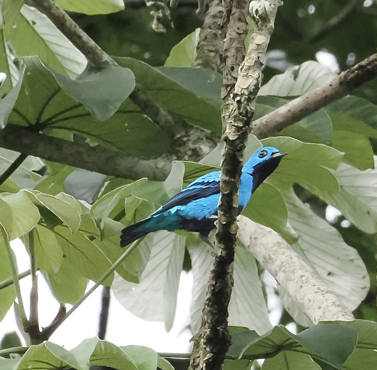 Blue Cotinga - ML639126281