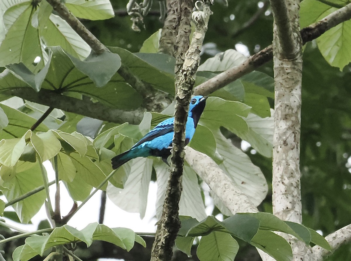 Blue Cotinga - ML639126283
