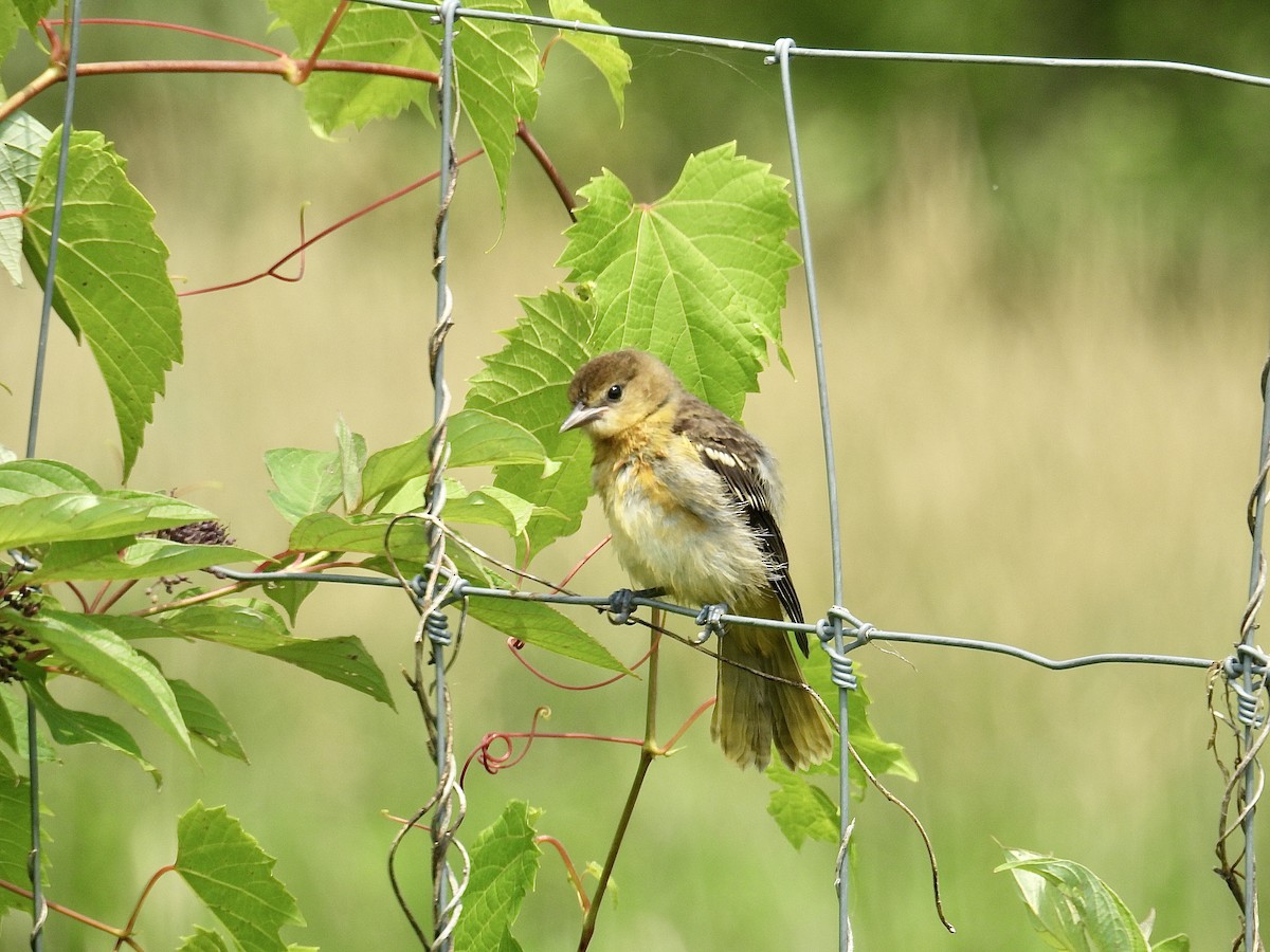 Baltimore Oriole - ML639126284
