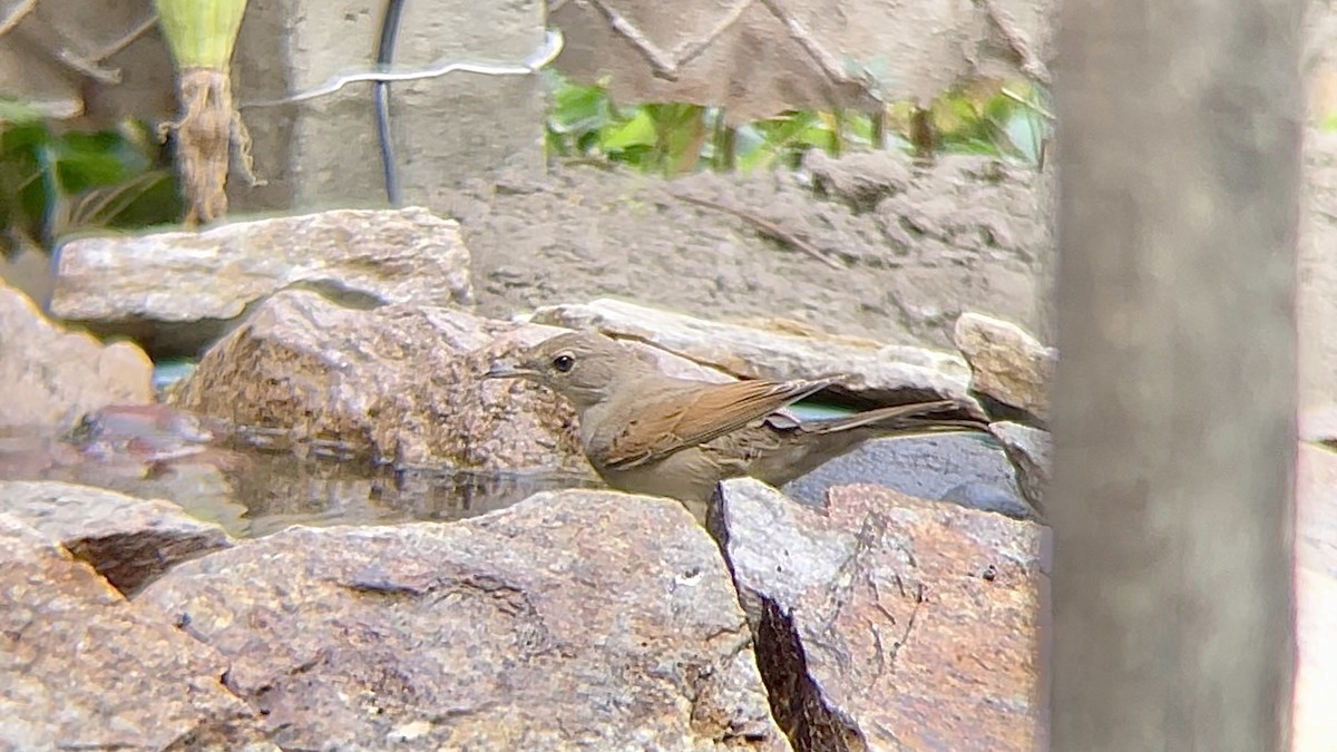 Greater Whitethroat - ML639126288