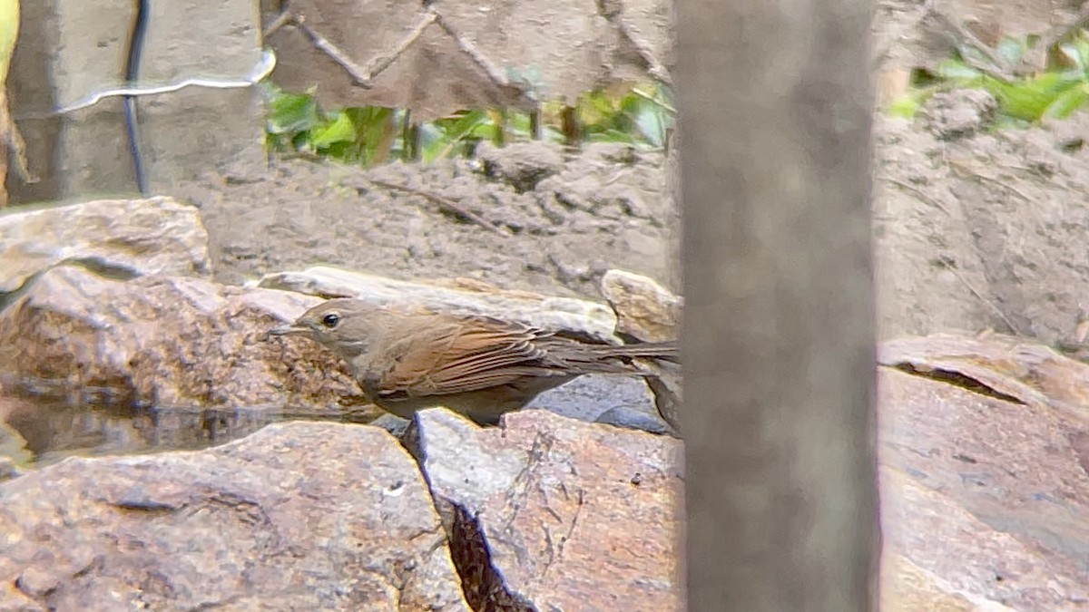 Greater Whitethroat - ML639126289