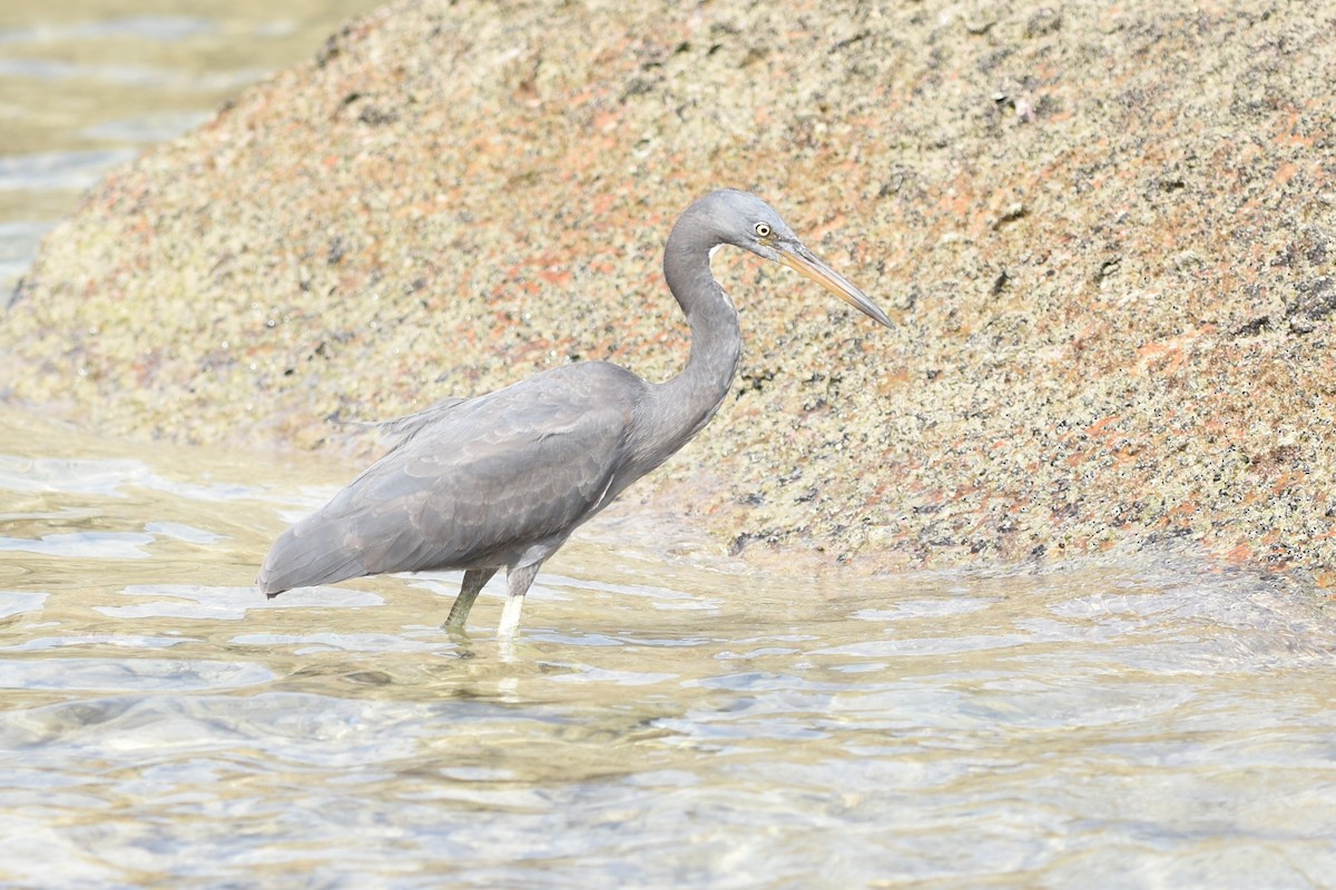 Pacific Reef-Heron - ML639126290