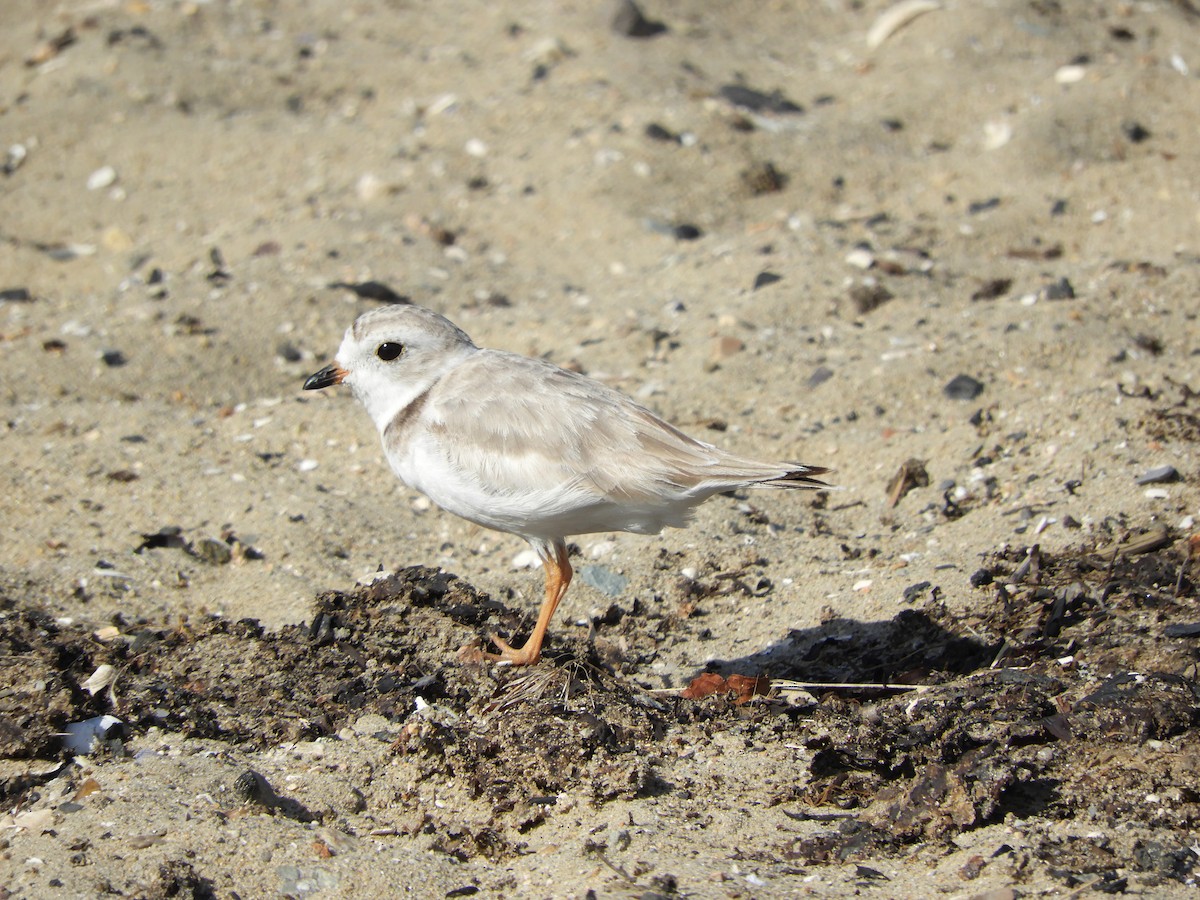 Piping Plover - ML639126310