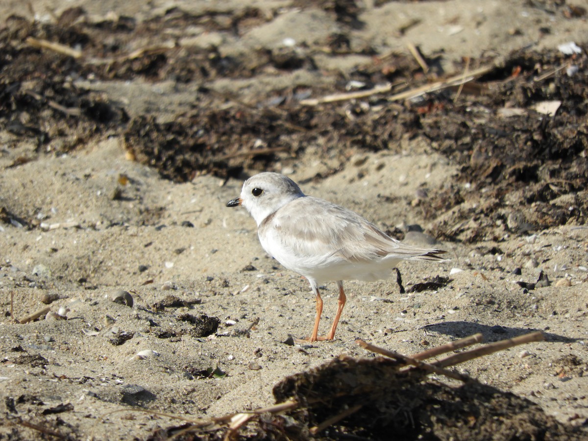 Piping Plover - ML639126317