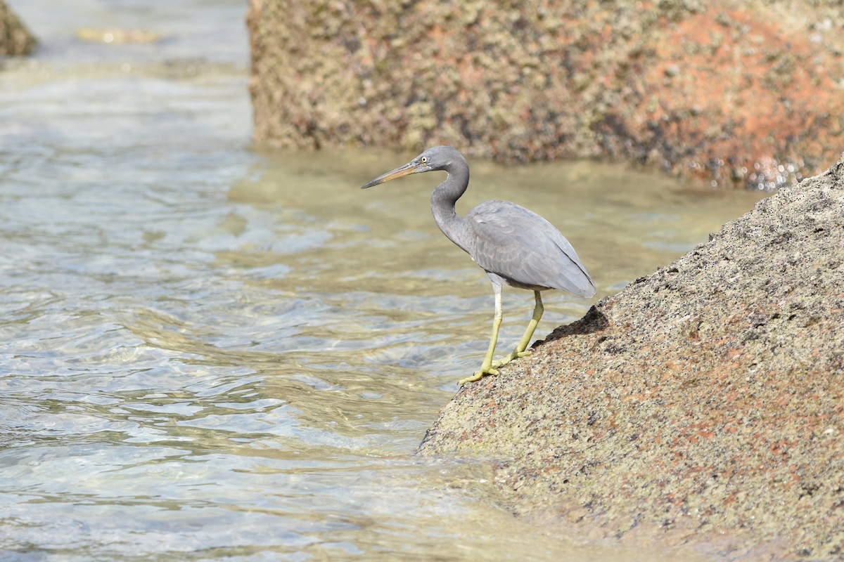 Pacific Reef-Heron - ML639126320