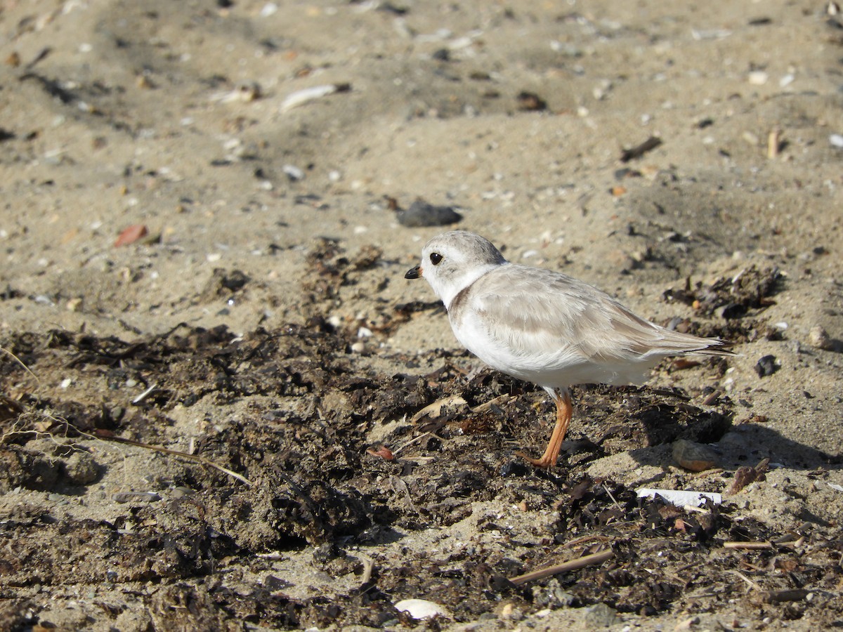 Piping Plover - ML639126321