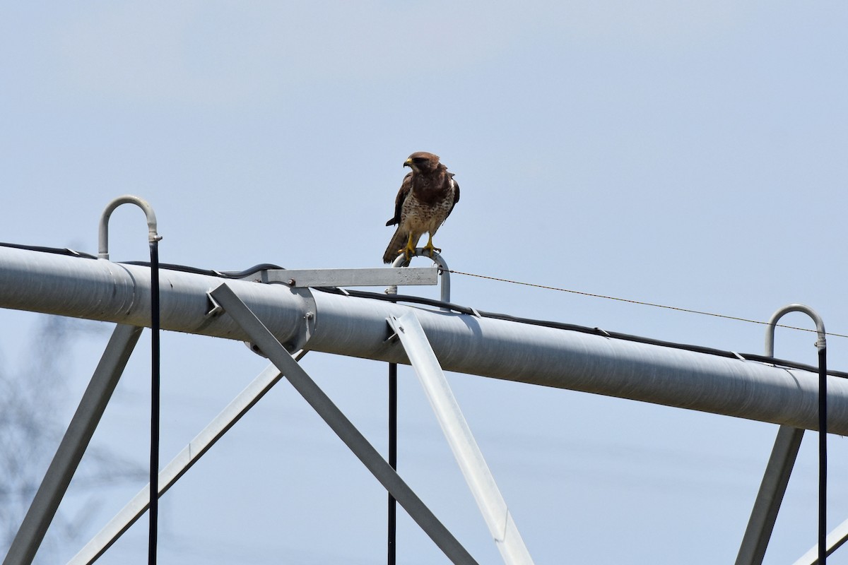 Swainson's Hawk - ML639126346