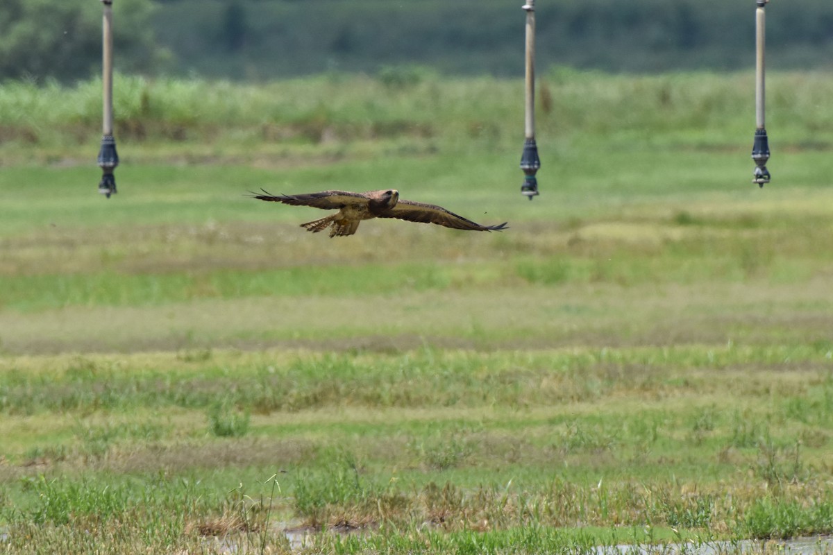 Swainson's Hawk - ML639126347