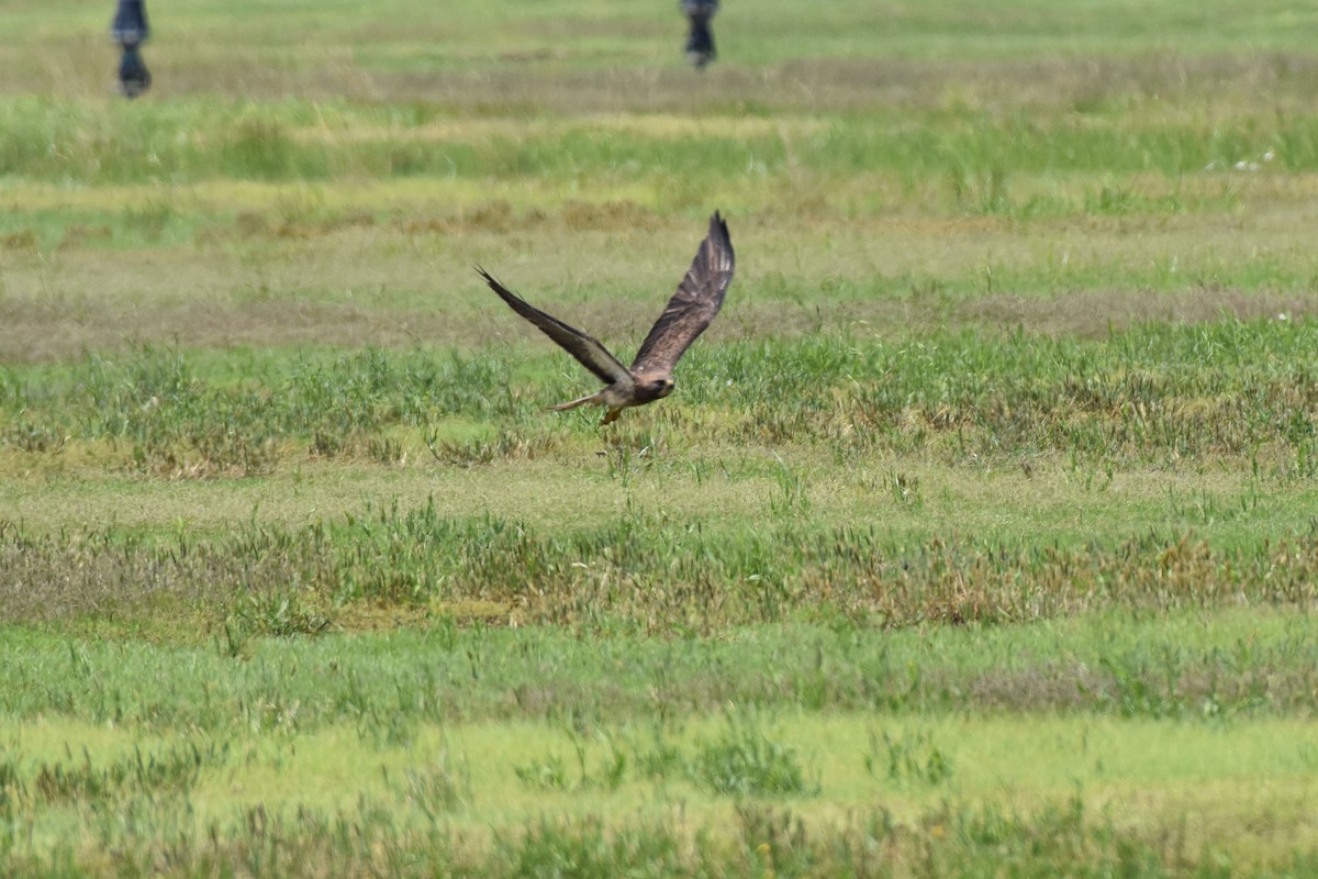 Swainson's Hawk - ML639126348