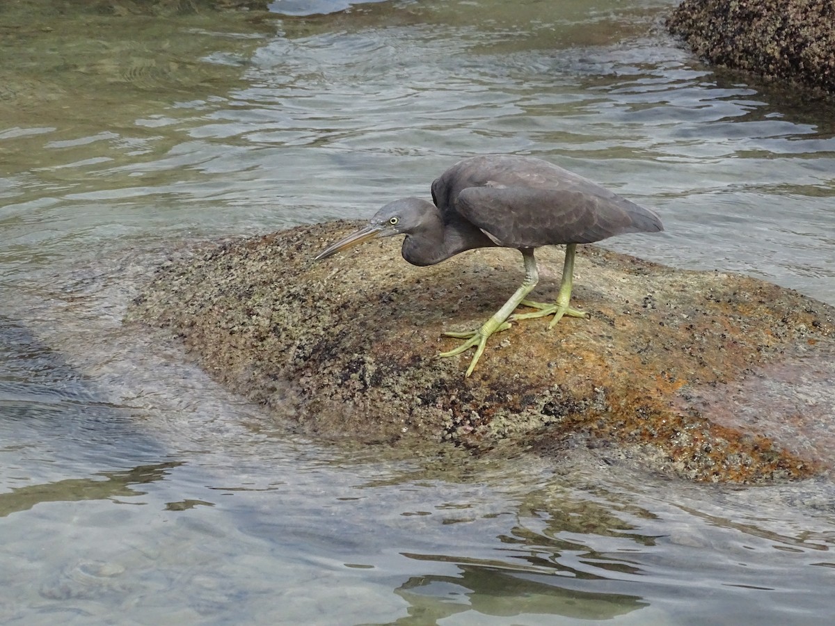 Pacific Reef-Heron - ML639126362