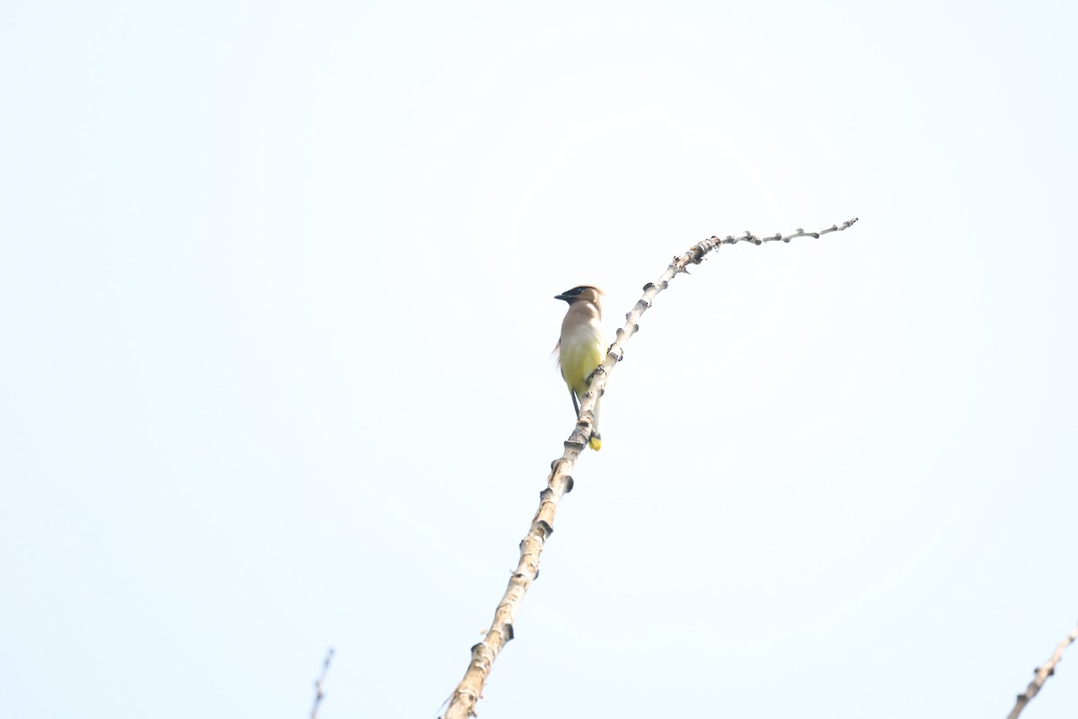 Eastern Kingbird - ML639126398