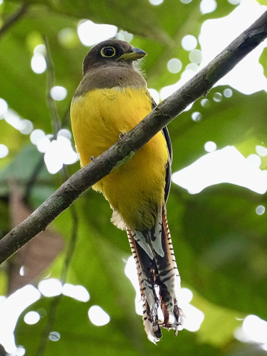 Choco Black-throated Trogon - ML639126536