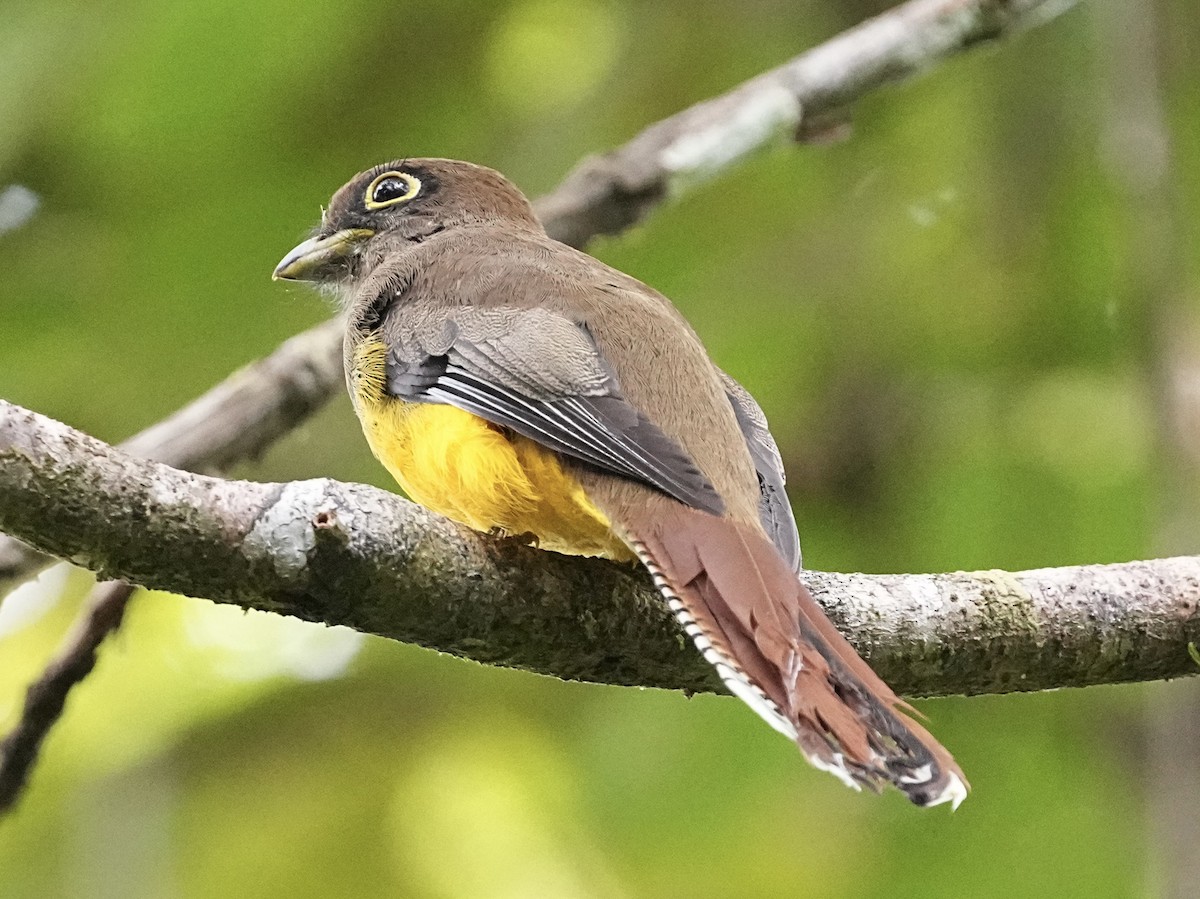 Choco Black-throated Trogon - ML639126537
