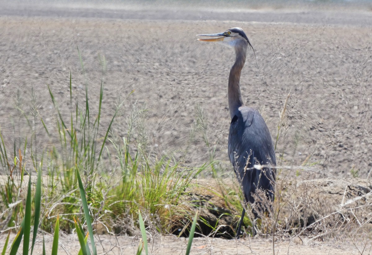 Great Blue Heron - ML639126641