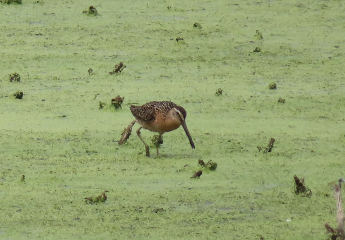 Short-billed Dowitcher - ML639126681