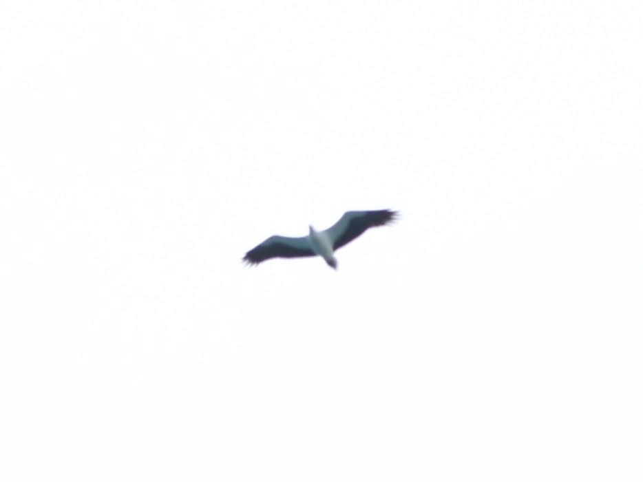 White-bellied Sea-Eagle - ML639126694