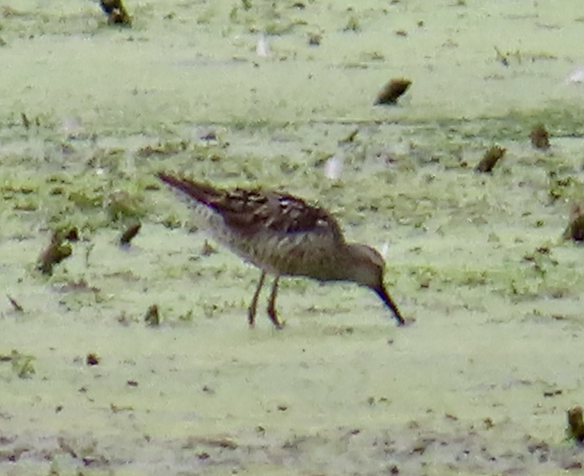 Stilt Sandpiper - ML639126695