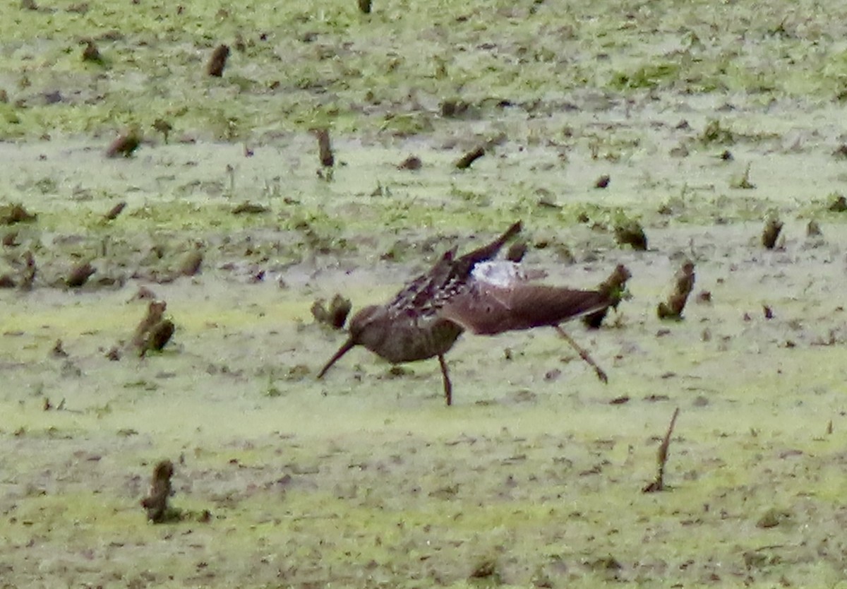 Stilt Sandpiper - ML639126696