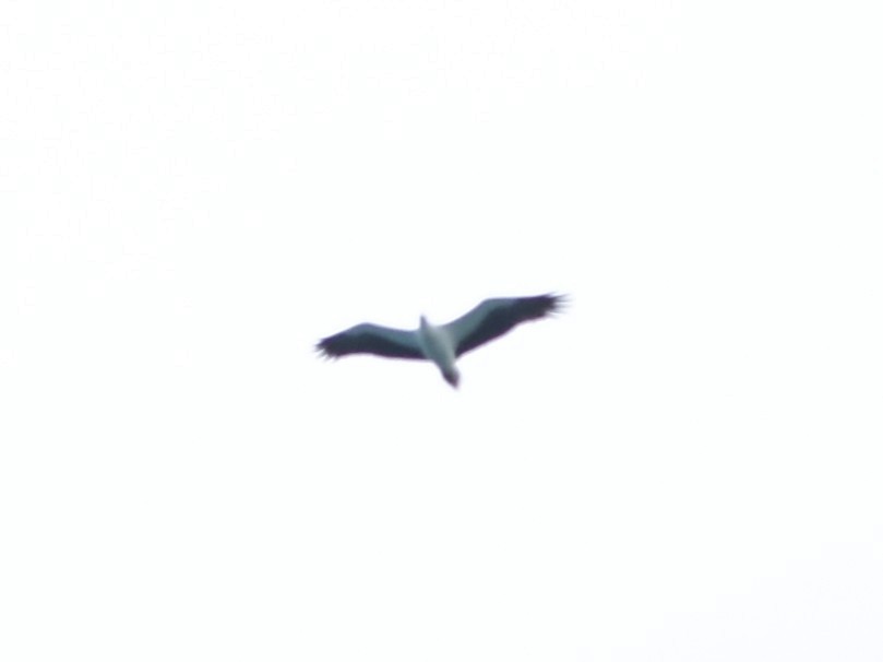 White-bellied Sea-Eagle - ML639126722