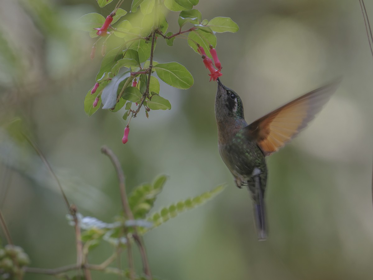Garnet-throated Hummingbird - ML639126792