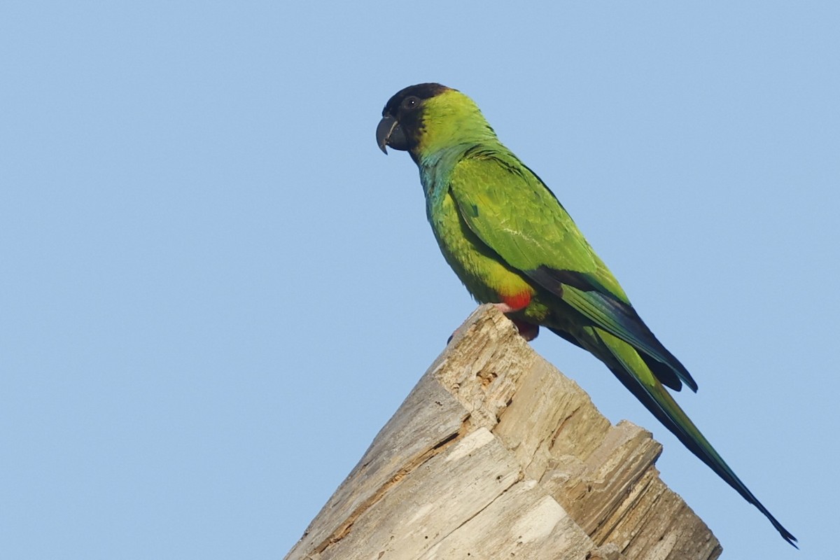 Nanday Parakeet - ML639126819