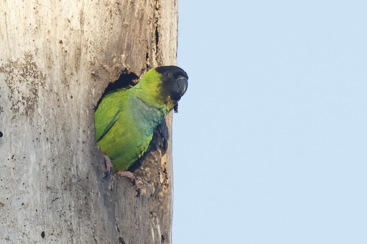 Nanday Parakeet - ML639126821