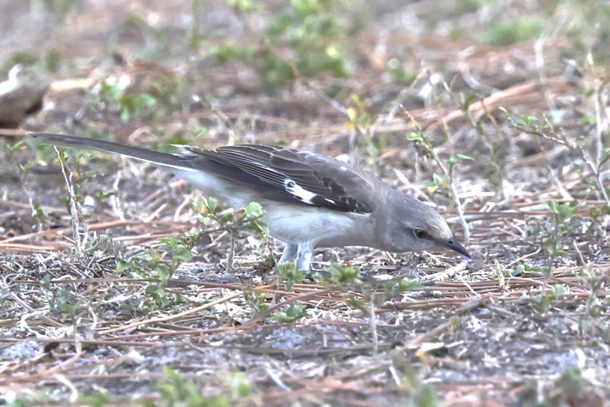 Northern Mockingbird - ML639126831