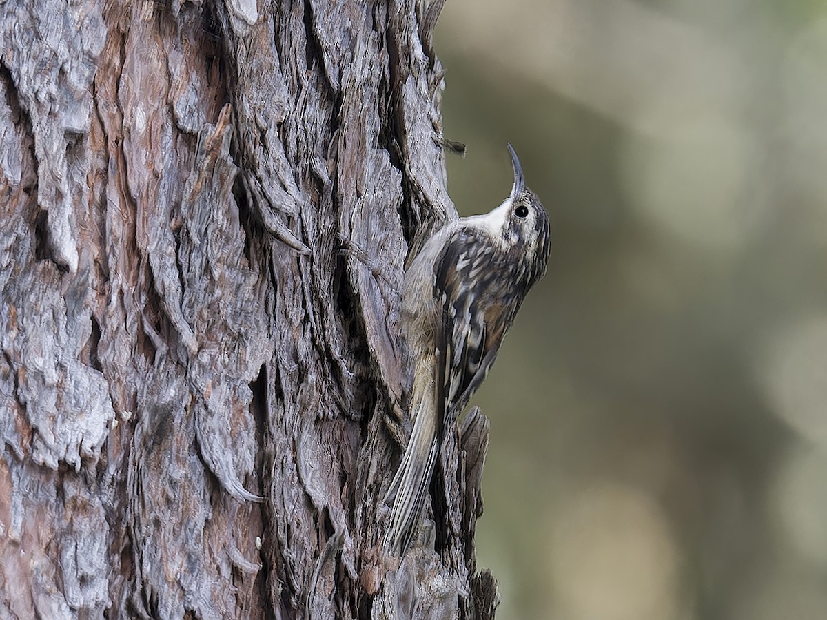 Brown Creeper - ML639126863