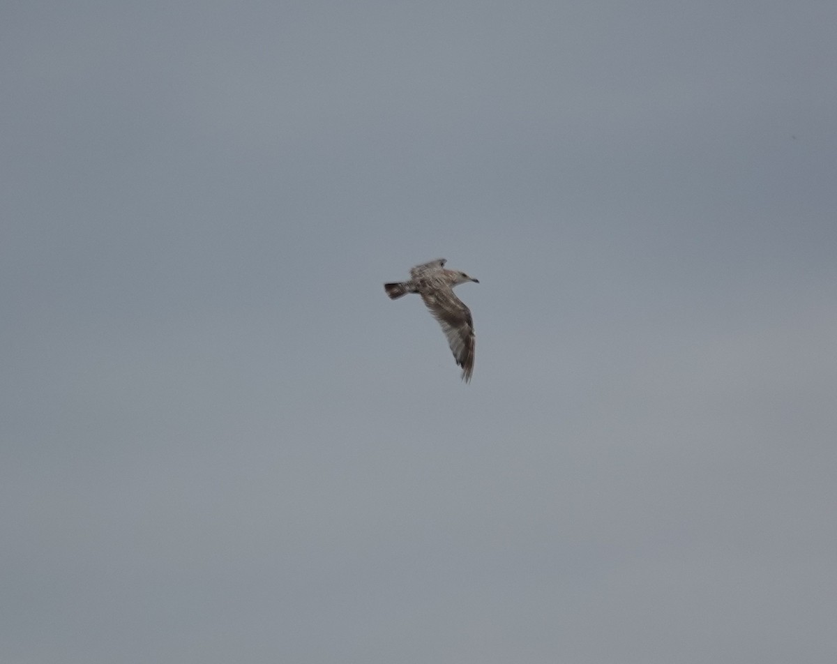 American Herring Gull - ML639126927