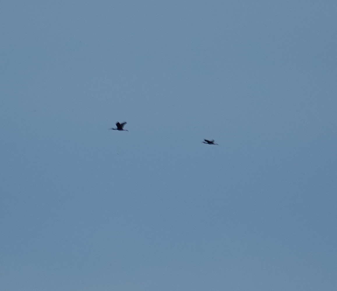 Glossy Ibis - ML639126936