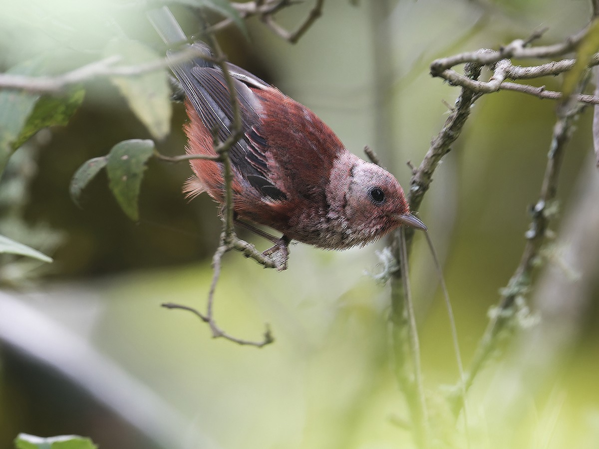 Pink-headed Warbler - ML639126941
