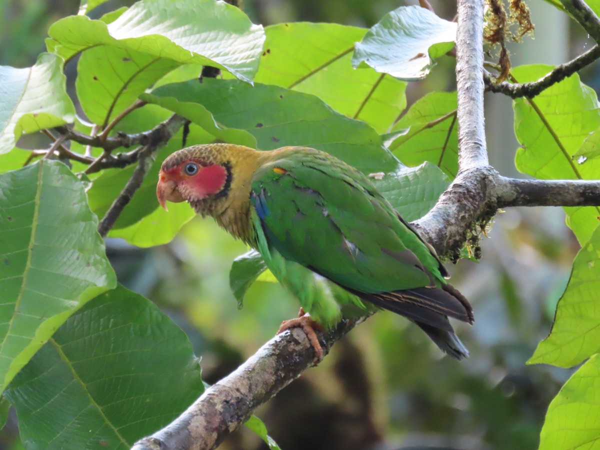 Lorito Carirrosado - ML639126952