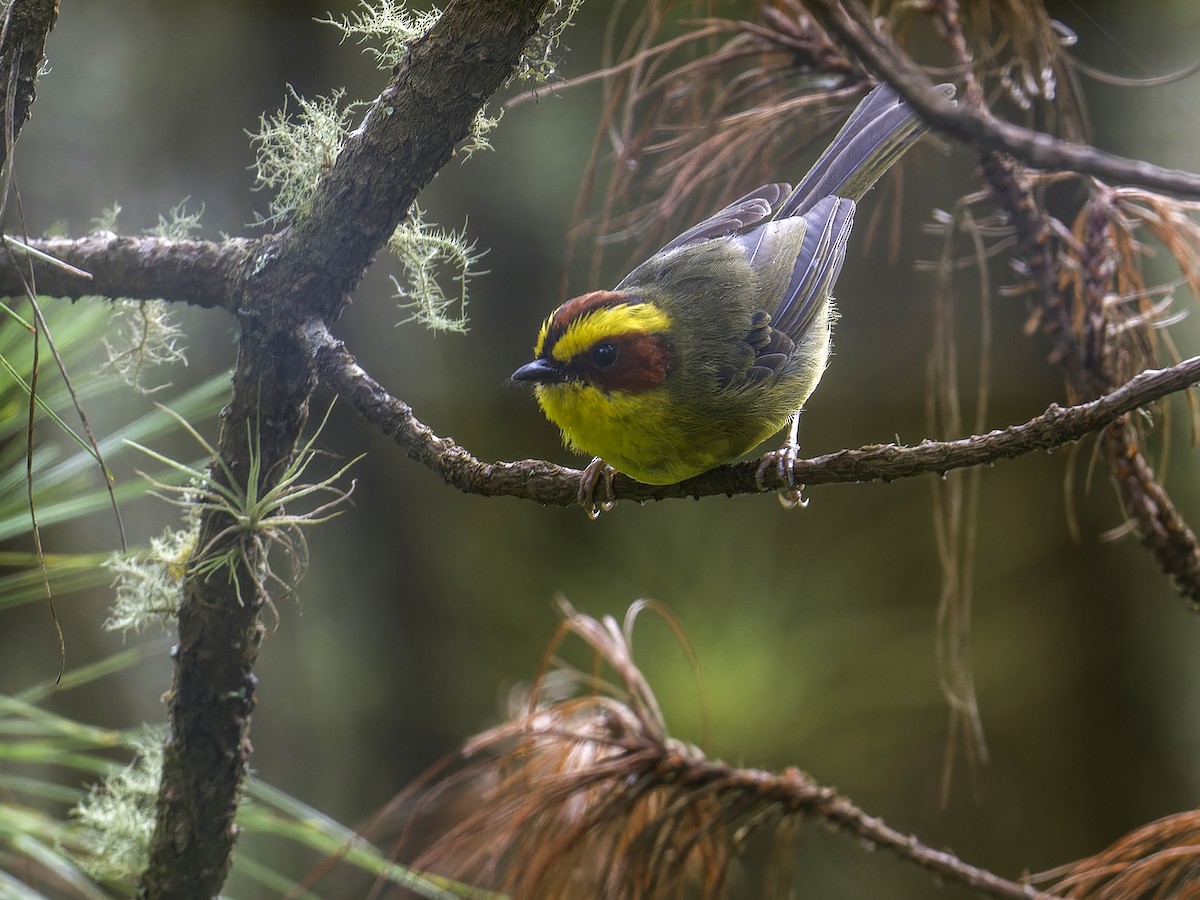 Golden-browed Warbler - ML639126955