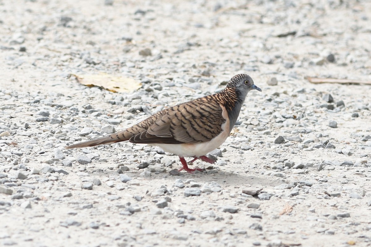 Bar-shouldered Dove - ML639126970