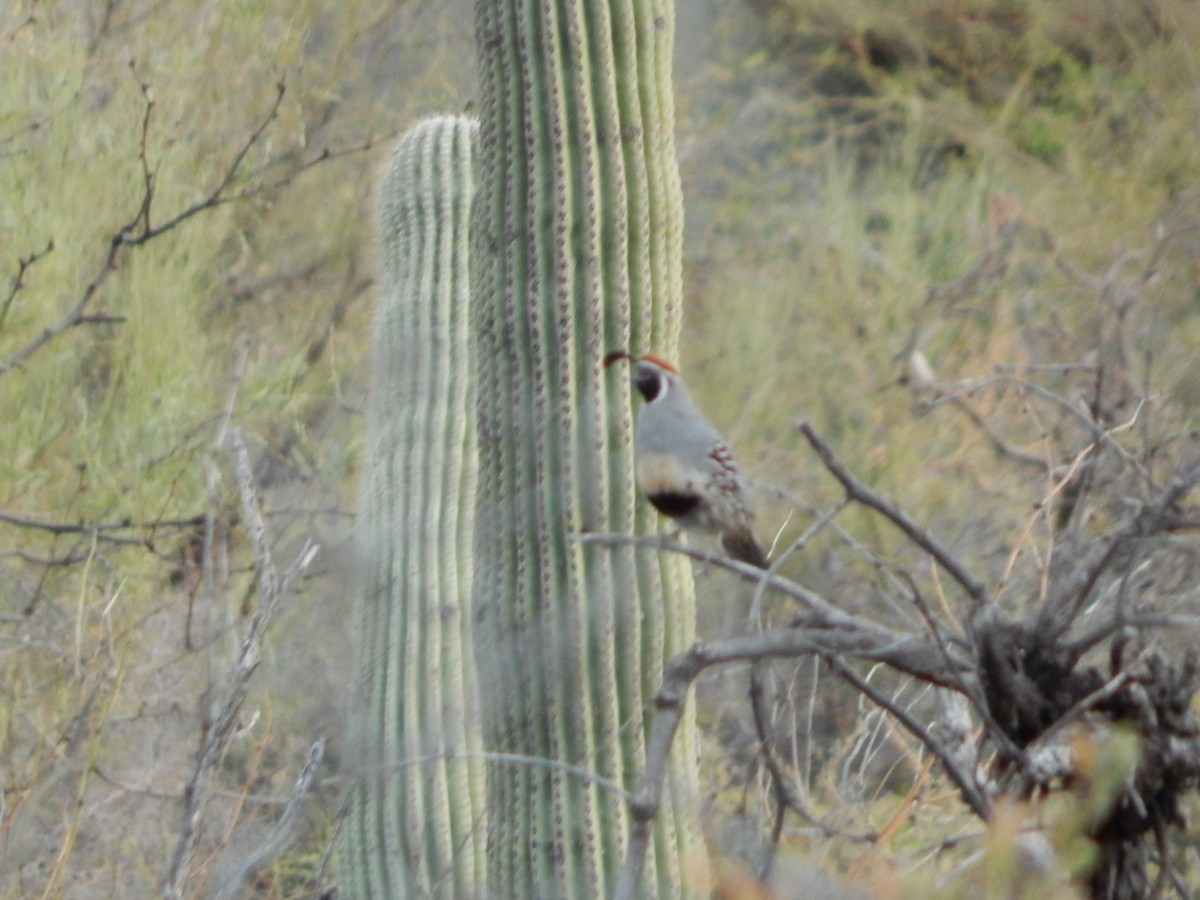 Gambel's Quail - ML639127016