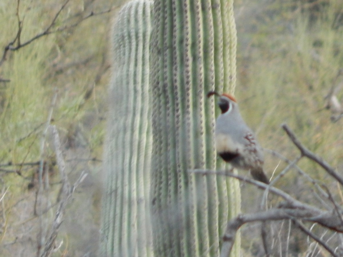 Gambel's Quail - ML639127017