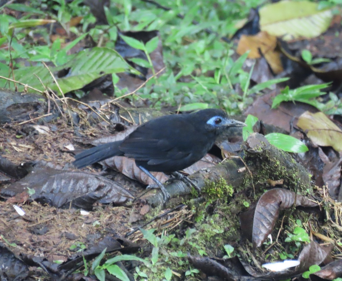 Hormiguero de Zeledón (berlepschi) - ML639127032