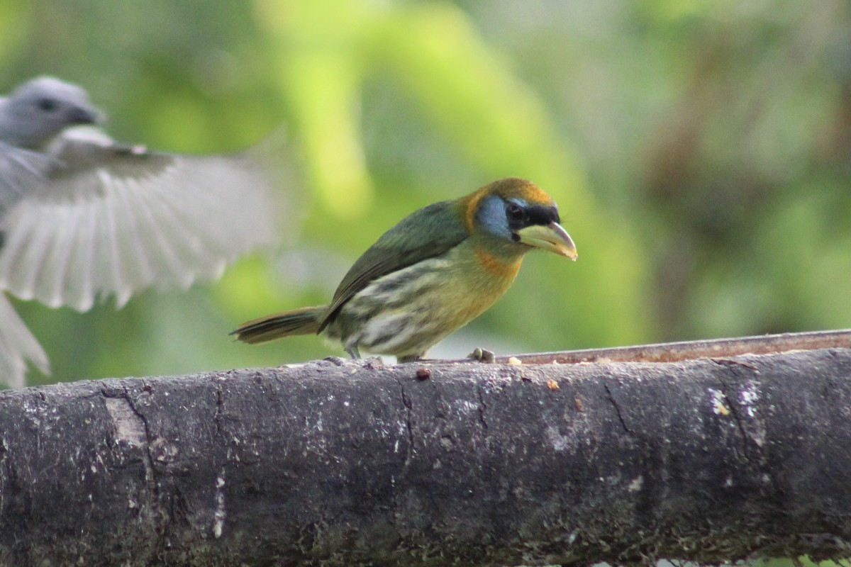 Red-headed Barbet - ML639127069