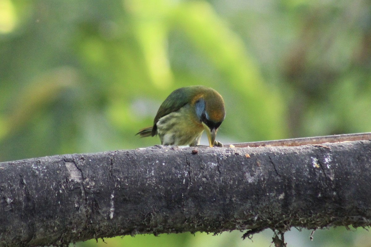 Red-headed Barbet - ML639127070