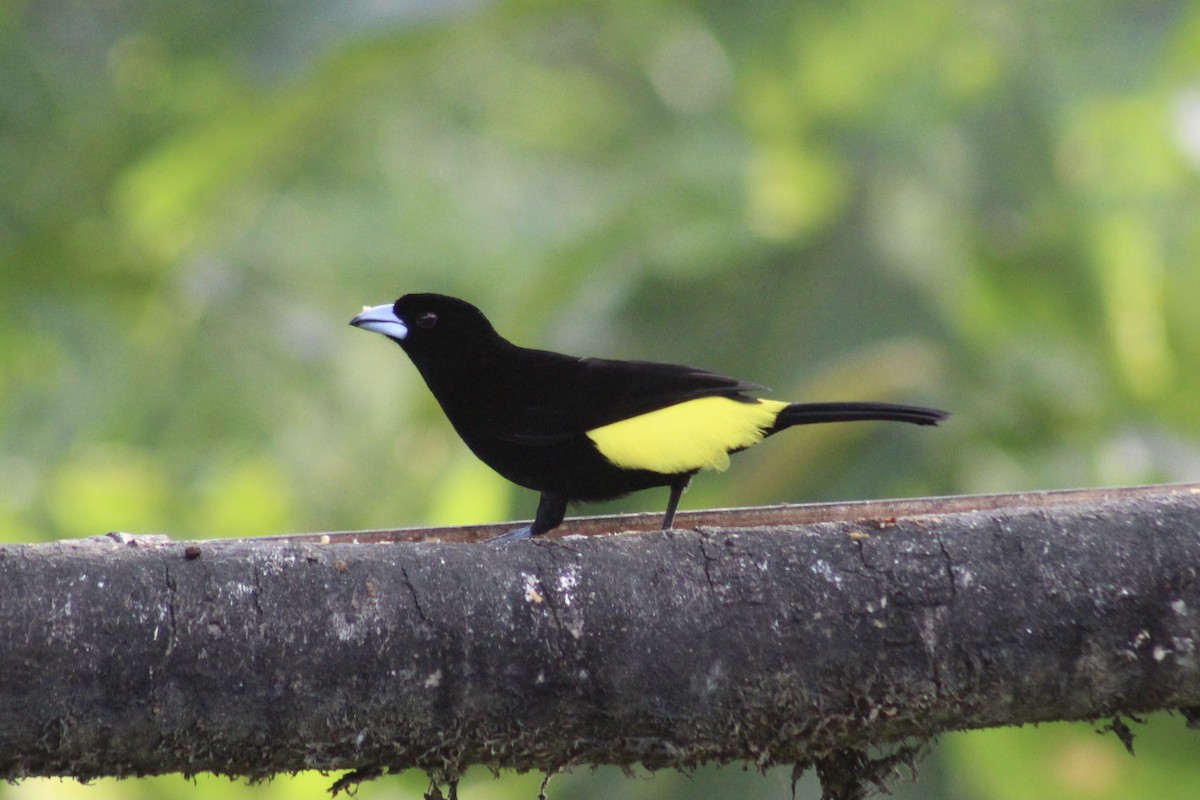 Flame-rumped Tanager (Lemon-rumped) - ML639127086