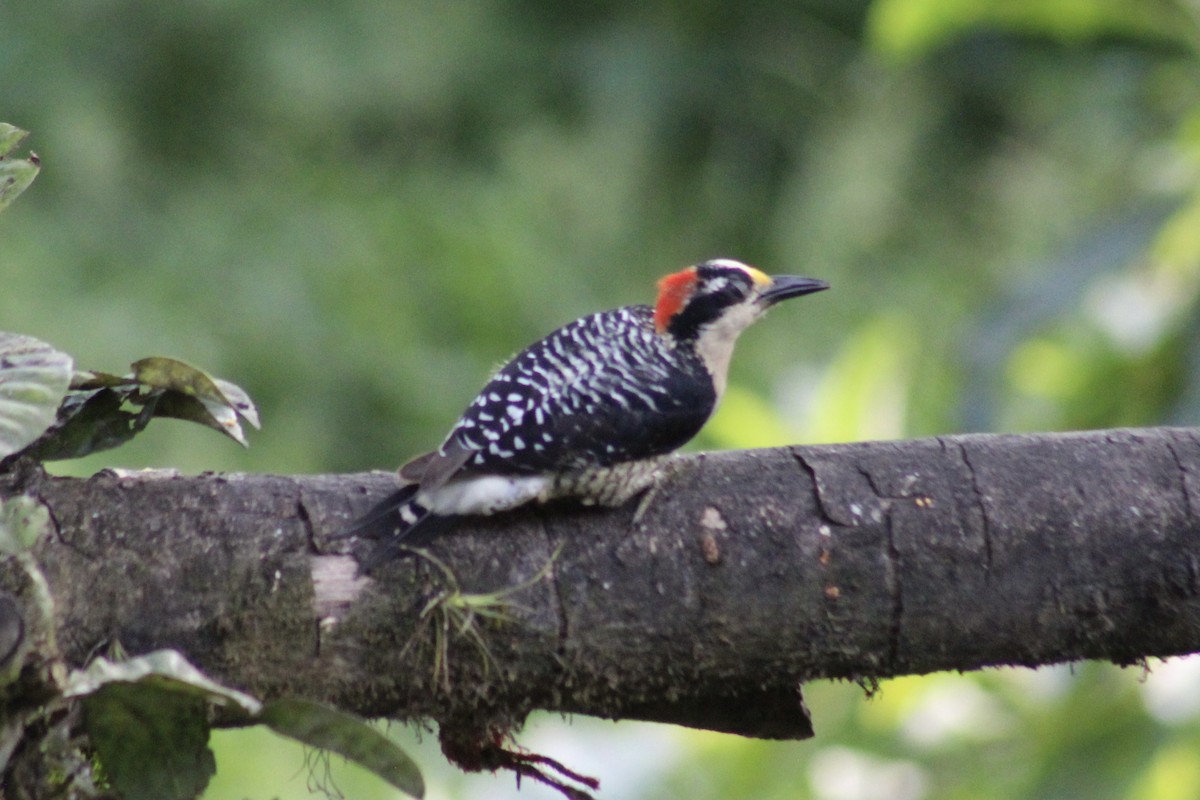 Black-cheeked Woodpecker - ML639127096