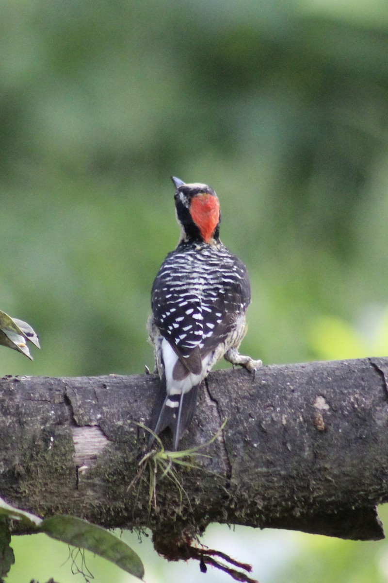 Black-cheeked Woodpecker - ML639127097