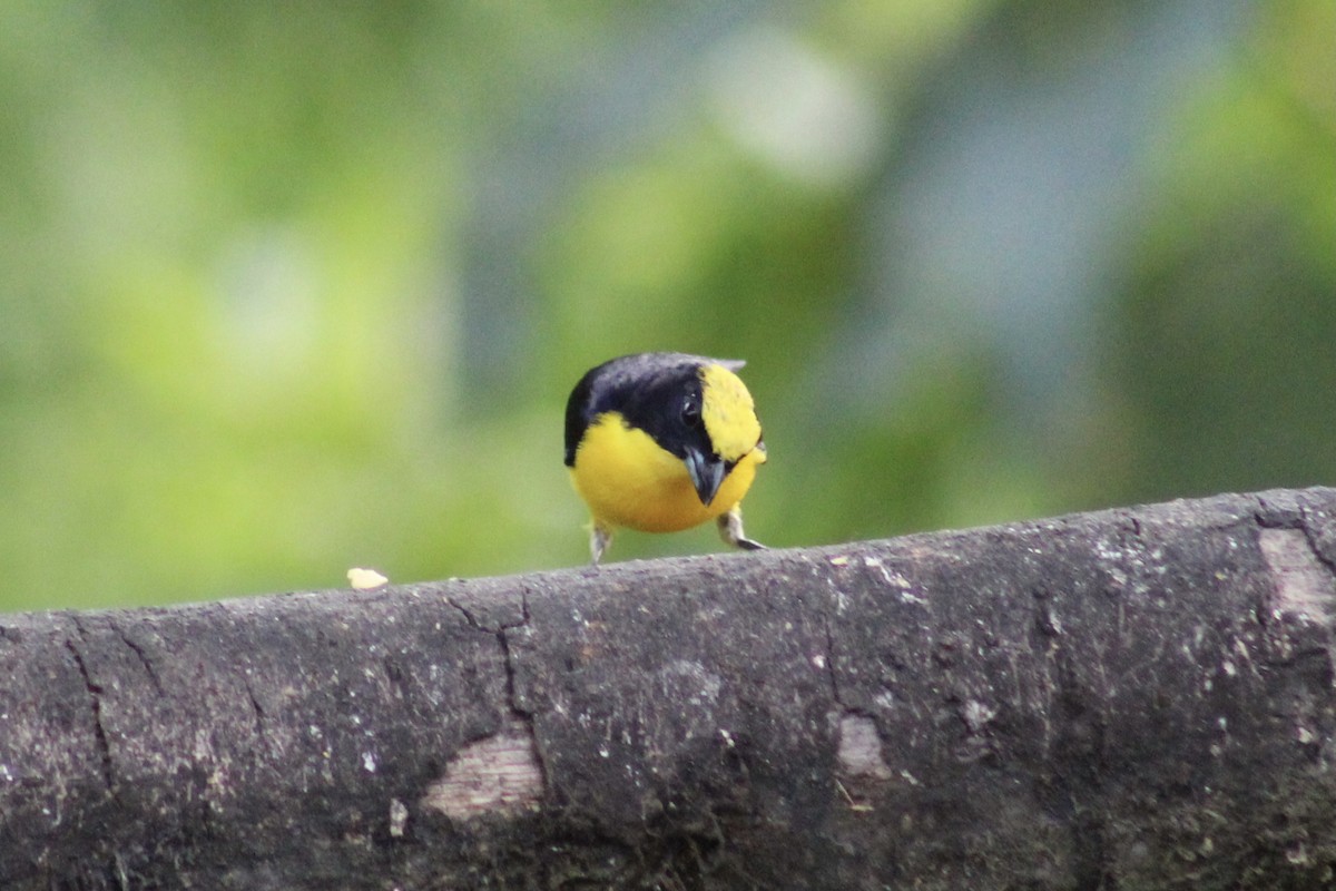 Thick-billed Euphonia - ML639127102