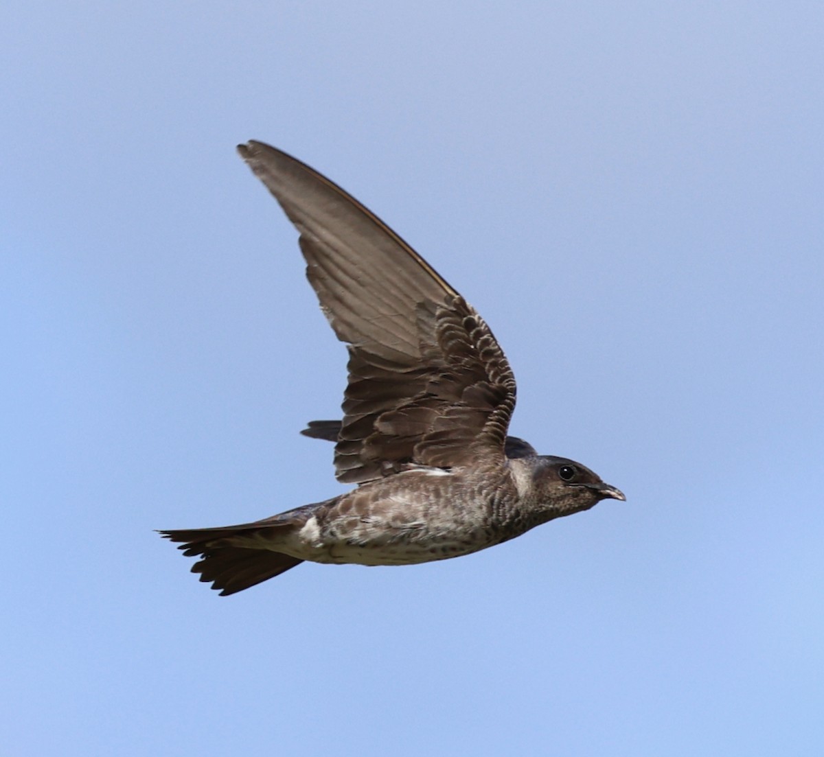Purple Martin - ML639127121