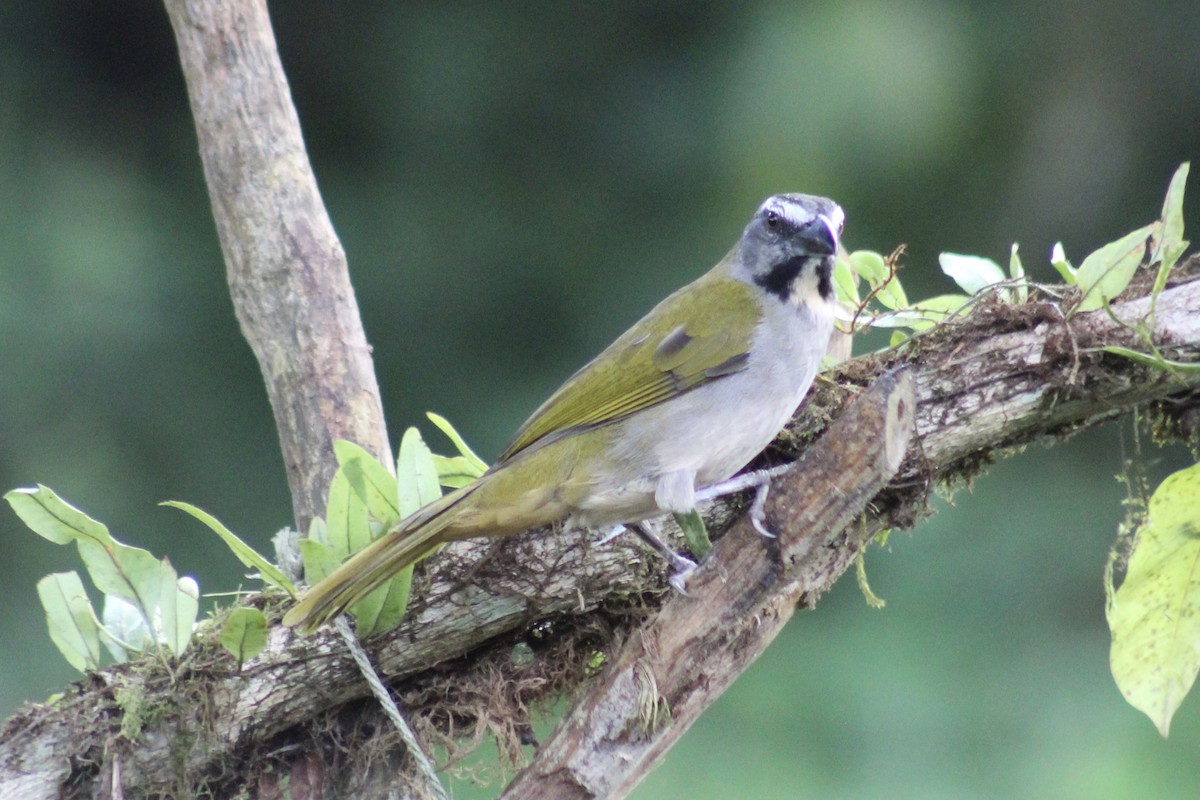 Buff-throated Saltator - ML639127223